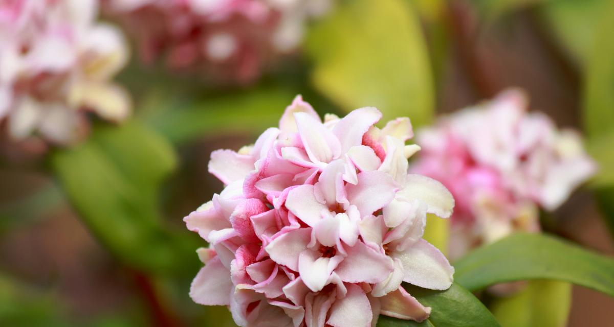 缤纷瑞香花的花语与含义（通过不同颜色的瑞香花了解其独特的寓意）