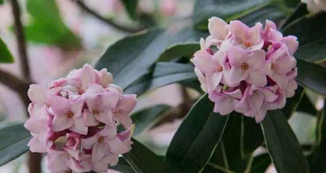 缤纷瑞香花的花语与含义（通过不同颜色的瑞香花了解其独特的寓意）