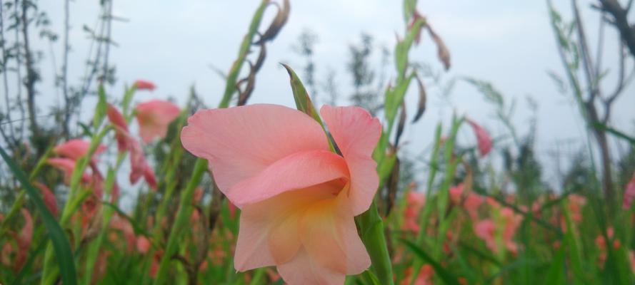 绚丽多彩的唐菖蒲花语（揭示不同颜色唐菖蒲的情感寓意）