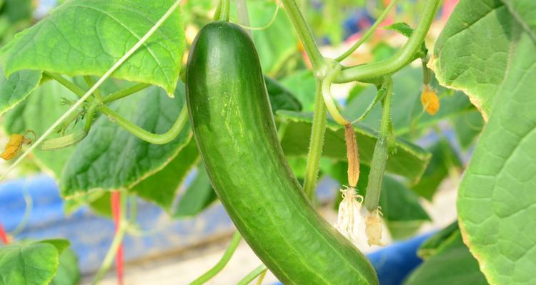 黄瓜是双子叶植物吗（生物分类学）