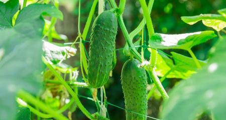 黄瓜是双子叶植物吗（生物分类学）