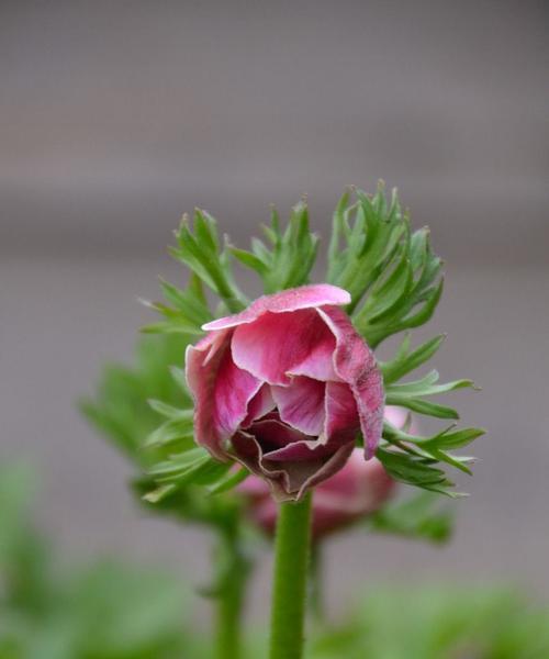 银莲花花语的奥秘（揭开银莲花花语的多彩面纱）