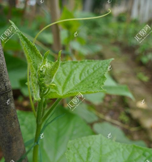 黄瓜，一种蔬菜水果（了解黄瓜的营养价值与种植技巧）