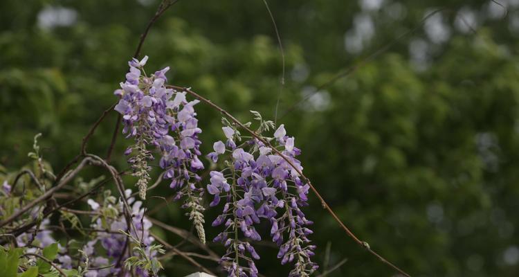 常春藤的花语及其象征意义（探索常春藤花的美丽与象征）