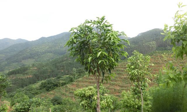 沉香树的神秘之力——风水寓意与作用（揭开沉香树的神秘面纱）