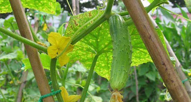 探究黄瓜种植需要哪些条件和适合的生长环境（探究黄瓜种植需要哪些条件和适合的生长环境）