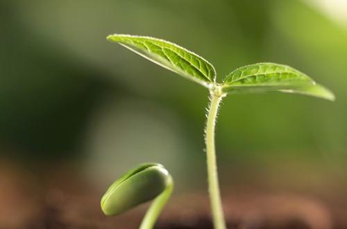 种植黄瓜，从催芽开始（黄瓜种子催芽方法详解）