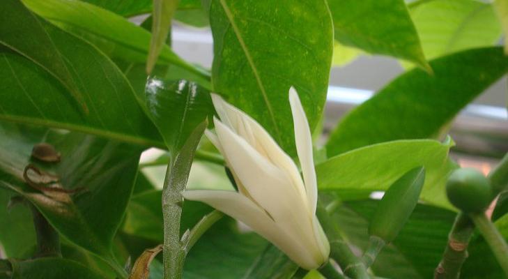 黄果兰开花时间与花期（探究黄果兰的开花时间及花期）