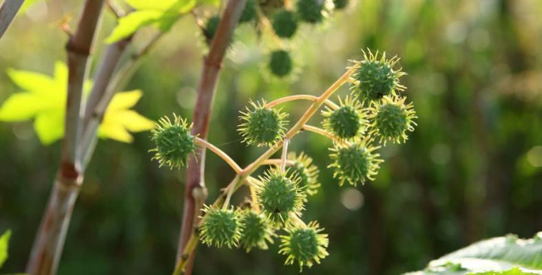 刺球开花的寓意及其象征意义（从花朵中汲取的智慧和勇气）