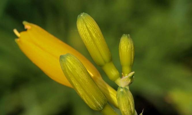 探究黄花菜在寒冷气候下的适应能力（探究黄花菜在寒冷气候下的适应能力）