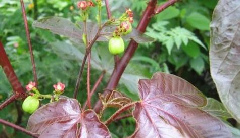 大戟科植物——独特的外观与药用价值（探索大戟科植物的生态与保护）