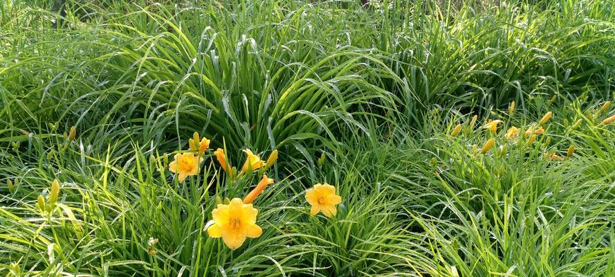 院子里也能种黄花菜，让空气更清新（了解黄花菜的种植和养护方法）