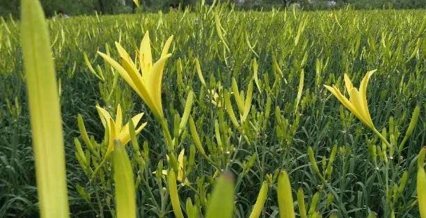 院子里也能种黄花菜，让空气更清新（了解黄花菜的种植和养护方法）