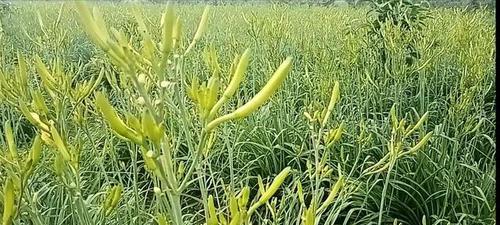 院子里也能种黄花菜，让空气更清新（了解黄花菜的种植和养护方法）