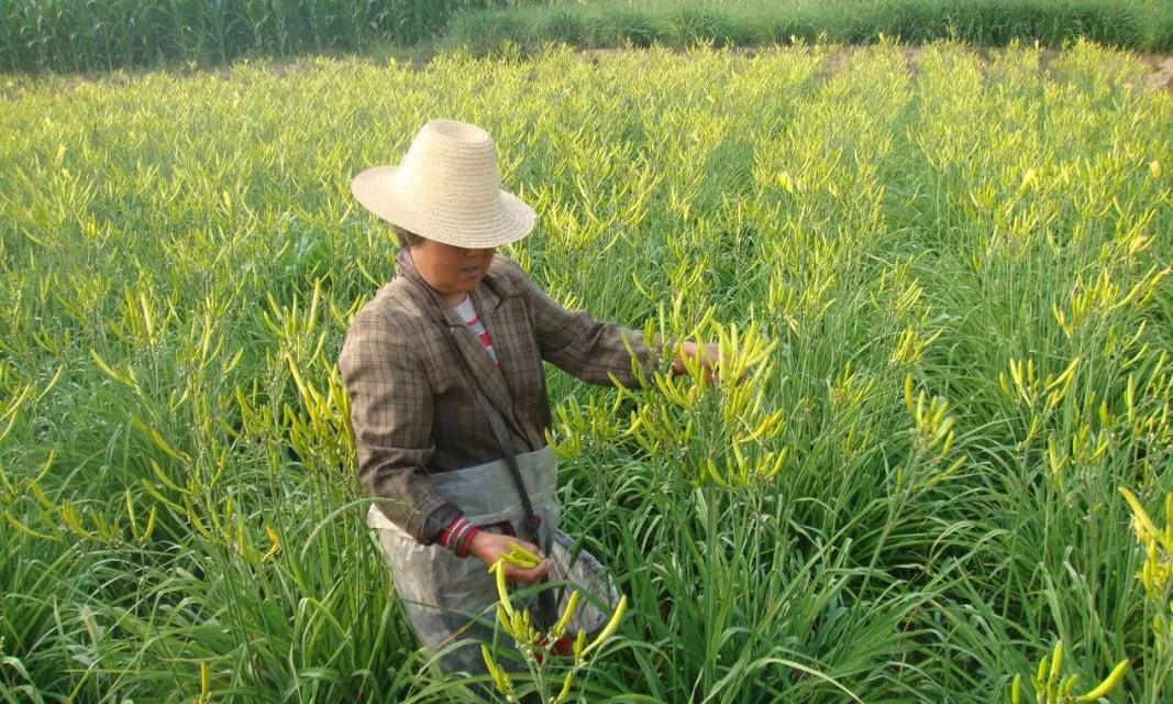 探究黄花菜是什么菜（从外形）