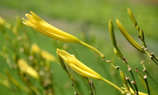 黄花菜为什么不开花（探秘黄花菜生长过程中的奥秘）