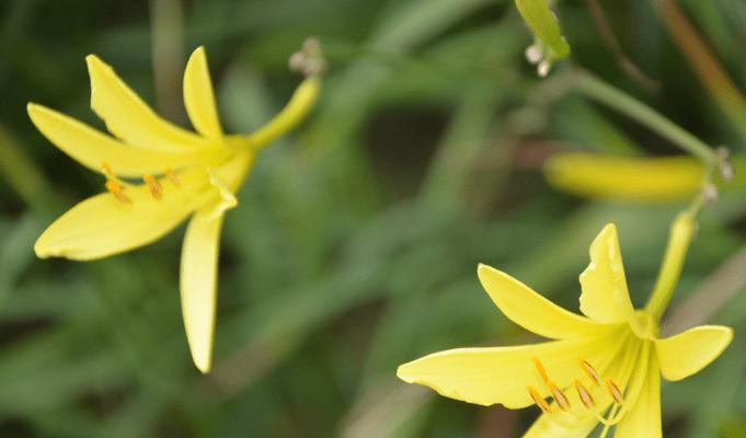 黄花菜——江南春天的美味（从生长到烹饪）