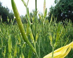 黄花菜种子的最佳种植时间（掌握黄花菜种子的生长规律）