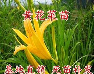 黄花菜种子的最佳种植时间（掌握黄花菜种子的生长规律）