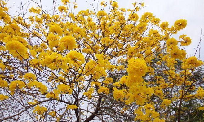 黄花风铃木开花时间及特点（探究黄花风铃木开花的季节和花朵特征）