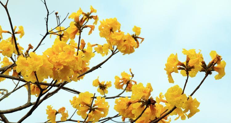 黄花风铃木开花时间及特点（探究黄花风铃木开花的季节和花朵特征）