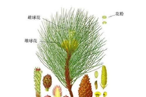 黄花蒿，裸子植物之一（探究黄花蒿的植物学特征和分类位置）