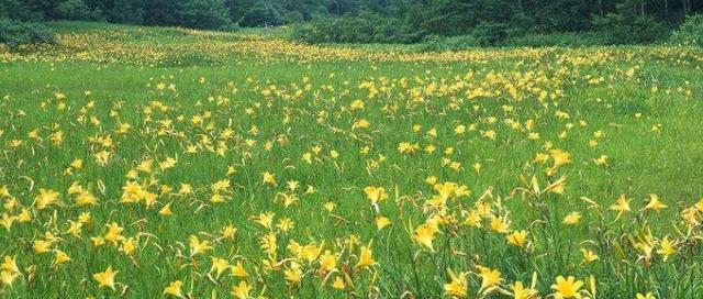 黄花与什么不能一起吃（了解黄花的禁忌）