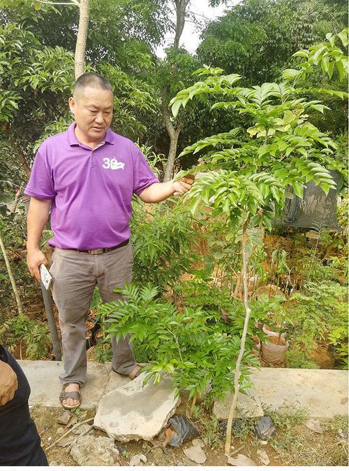 黄花梨开花时间及特点（黄花梨开花时间一般在几月份）