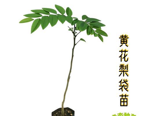 黄花梨开花时间及特点（黄花梨开花时间一般在几月份）