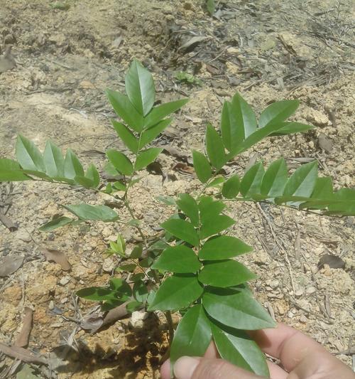 黄花梨生长速度的探究（一年能长多少）