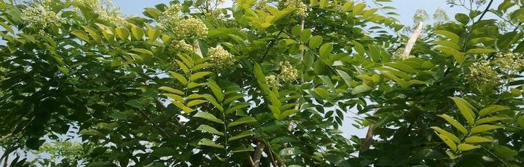 黄花梨种子的种植方法（从种子到成树）