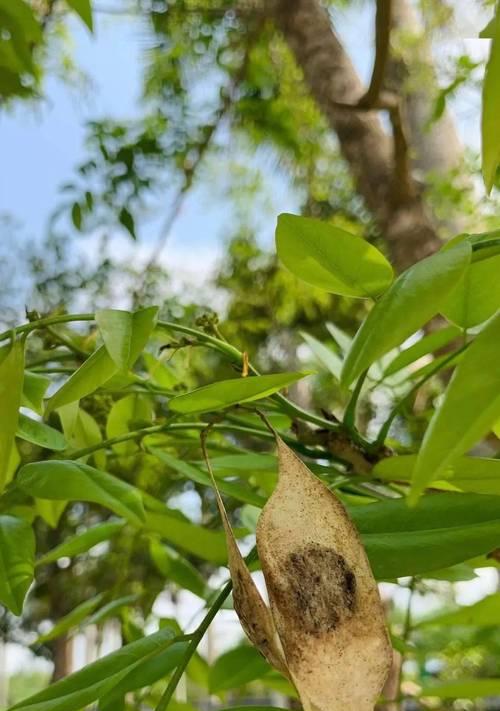 黄花梨种子的种植方法（从种子到成树）