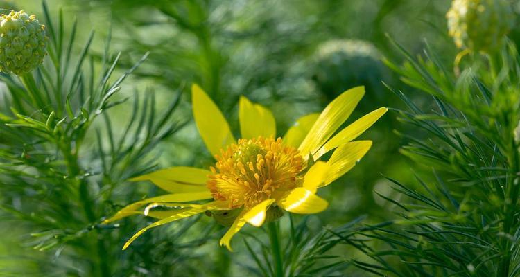 黄花的开花频率与生长习性（探究黄花的花期及生长规律）