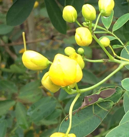 黄花的开花频率与生长习性（探究黄花的花期及生长规律）