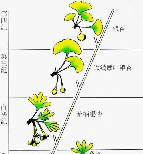 黄花照波的繁殖方法及注意事项（繁殖黄花照波的技巧和要点）