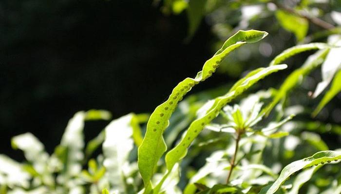 代表奉献的植物（以植物为媒介传递的爱心与奉献精神）