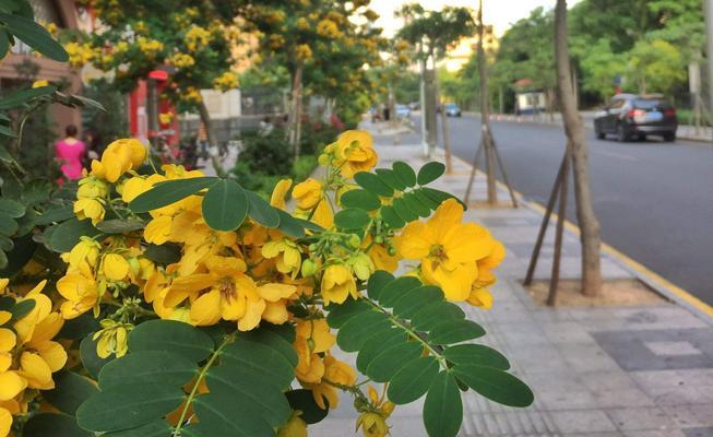 黄槐决明是两性花吗（探寻黄槐决明花的性别特征）