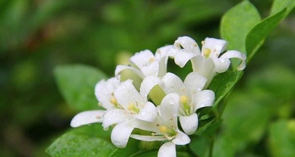 招财进宝，幸运之源——代表好运的植物（聚财富、驱邪避祸）