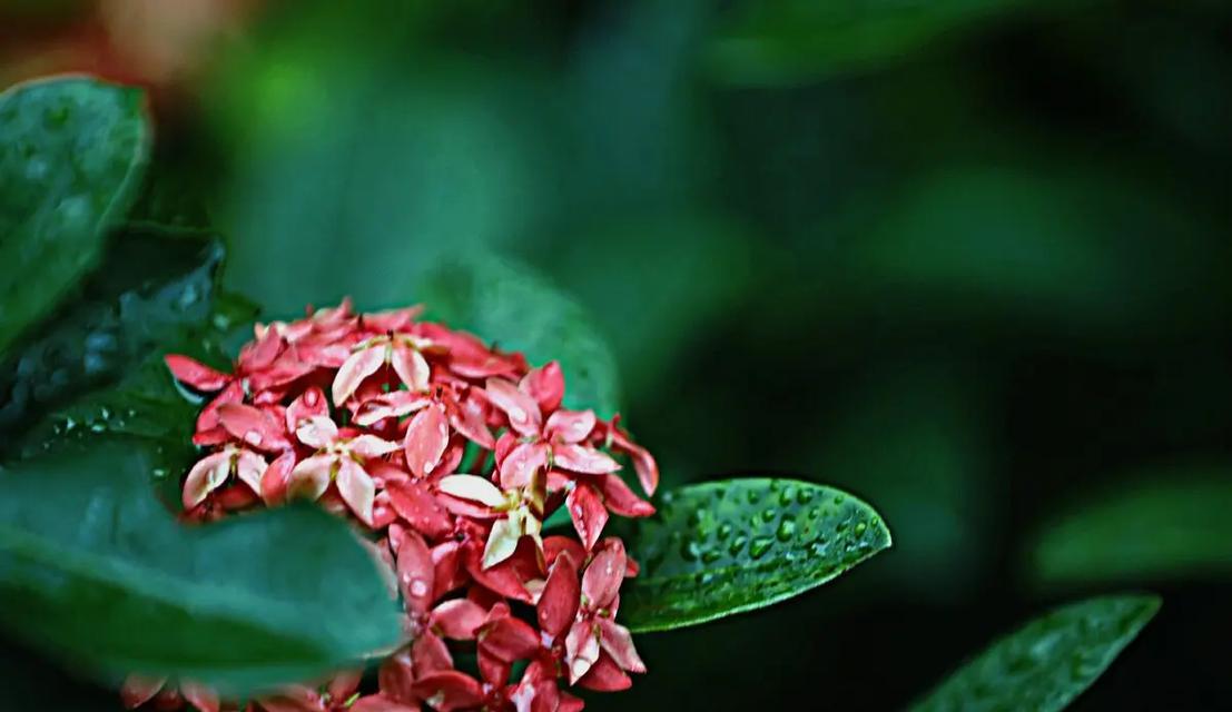 坚韧不拔的花——生命之力（在世界的荒芜中绽放）