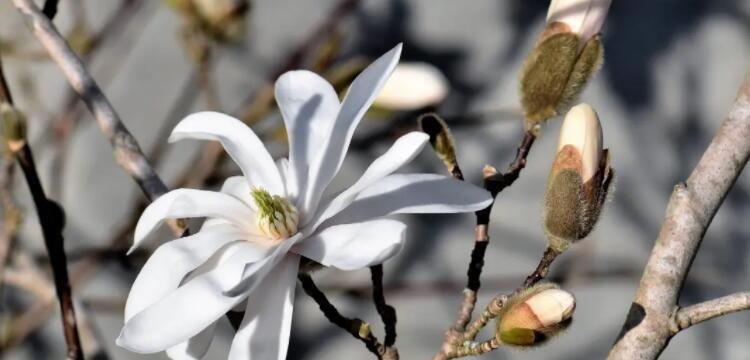 理性花的花语——冷静理智的象征（以代表理性的花之美与智慧）