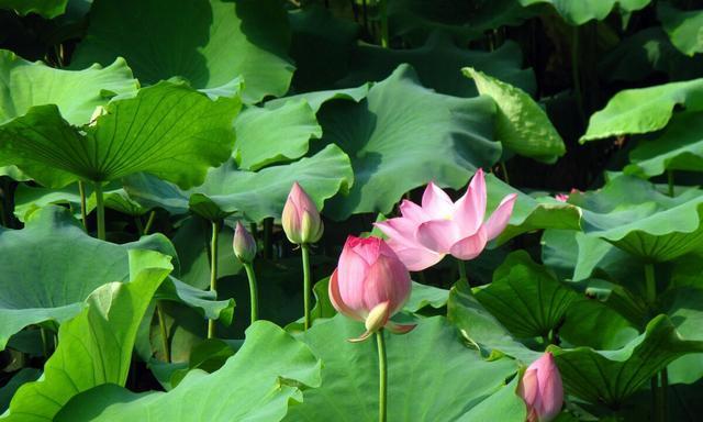 廉洁之花（纯洁无暇的花朵）