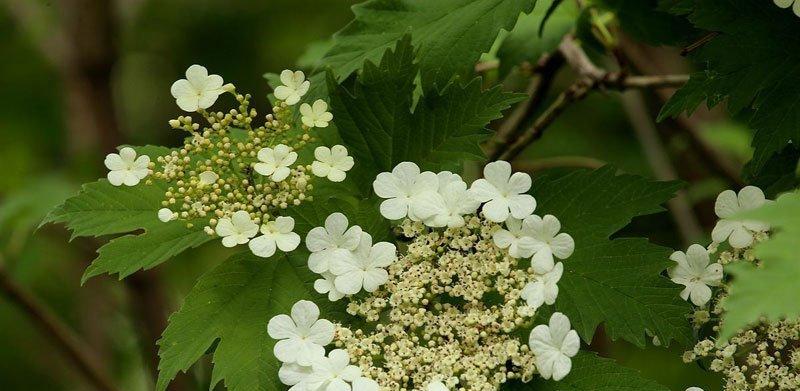 探索以代表女性的植物为主题的文化符号（从自然到文化）