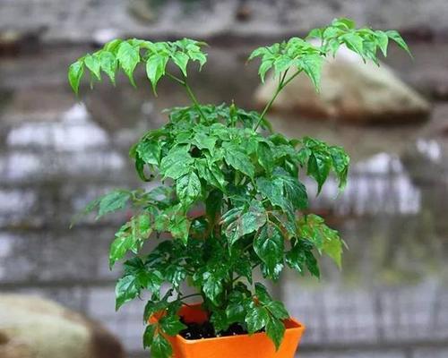 传说中代表平安的植物有哪些（寓意吉祥和平安的神奇植物）