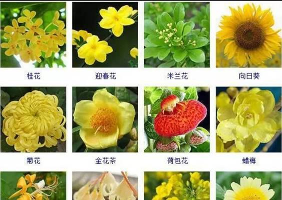 黄金雀花开之谜（探究黄金雀一年开几次花）