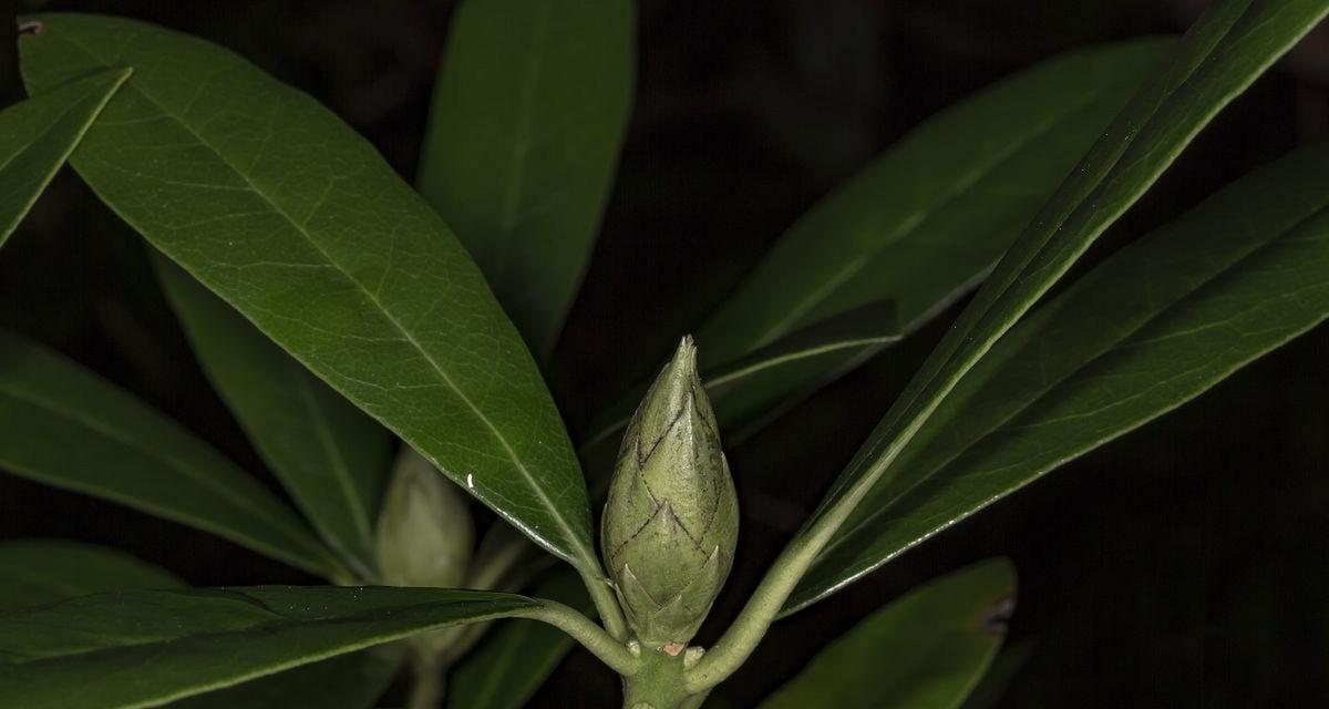 清廉之花（揭示人类道德的绿色使者）