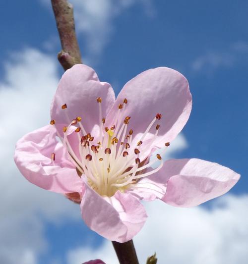 缤纷盛开，热情张扬（代表热烈张扬的花朵之美）