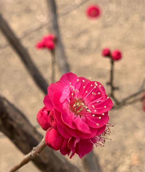 四季花开，人生绽放（以四季性花卉为引）