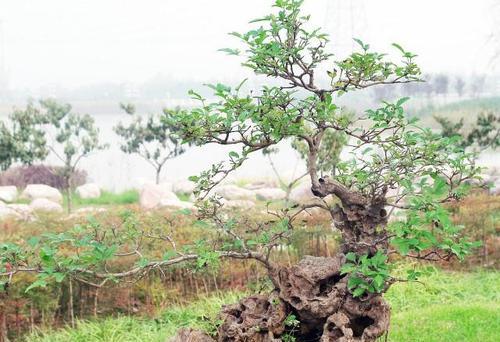 黄荆在冬季种植，是明智之选（探究黄荆的冬季种植特点及注意事项）