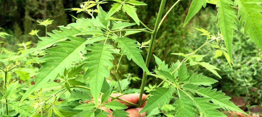 黄荆在冬季种植，是明智之选（探究黄荆的冬季种植特点及注意事项）