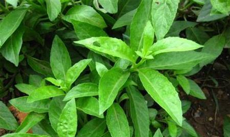 黄荆耐涝特性分析（深入探究黄荆对水淹的适应能力）